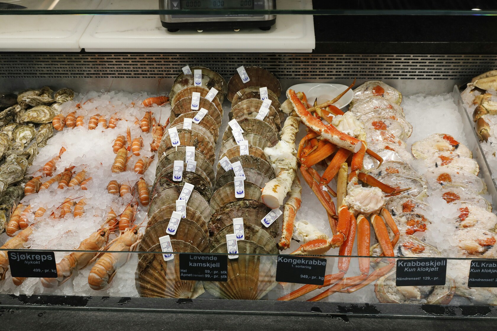 Fresh scallops